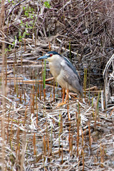 Nycticorax nycticorax