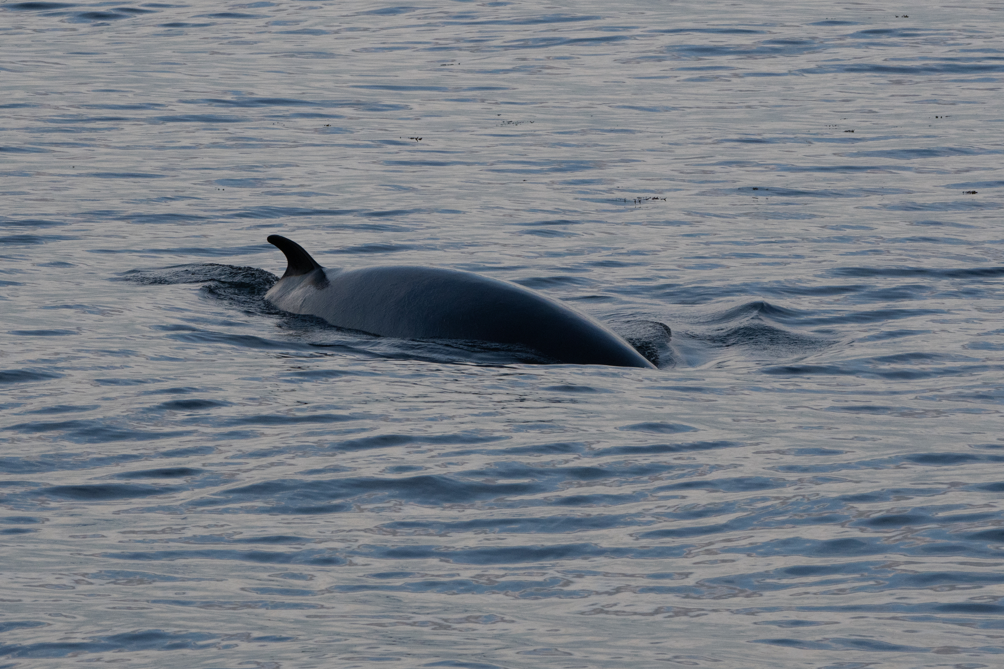 Balaenoptera acutorostrata