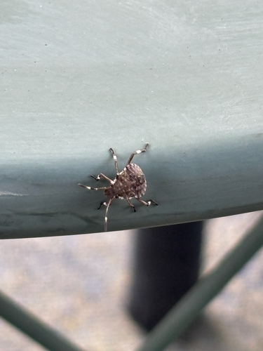 Brown Marmorated Stink Bug