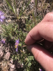 Erigeron poliospermus