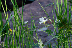 (c) Daughter Dad, some rights reserved (CC BY) Geranium richardsonii, photograph (c) Daughter Dad, some rights reserved (CC BY)