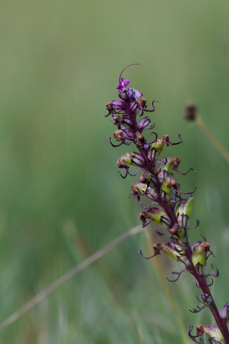 Pedicularis groenlandica, photograph 6