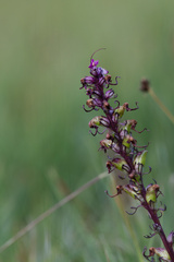 Pedicularis groenlandica, photograph (c) Daughter Dad, some rights reserved (CC BY)