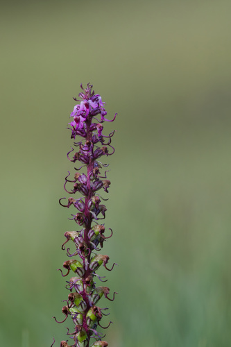 Pedicularis groenlandica, photograph 5