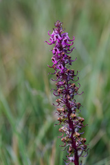 Pedicularis groenlandica, photograph (c) Daughter Dad, some rights reserved (CC BY)