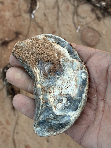 Eastern oyster