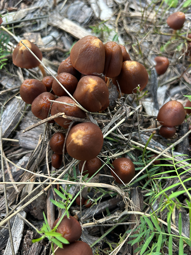 conical brittlestem · September 2026 · photo: Photo: no rights reserved · iNaturalist