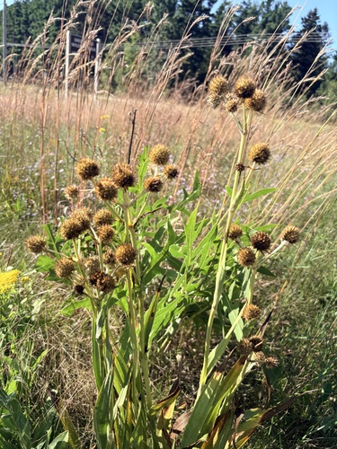 rattlesnake master