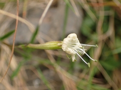 Silene spinescens