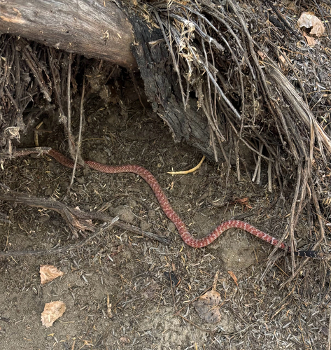 Red Coachwhip