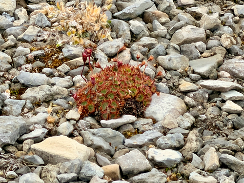 tufted saxifrage