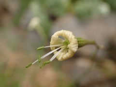 Silene spinescens