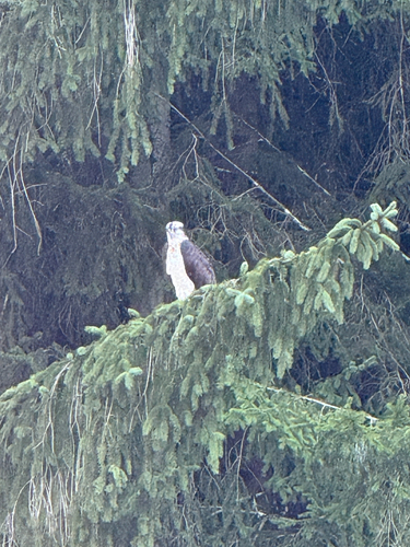 iNaturalist image