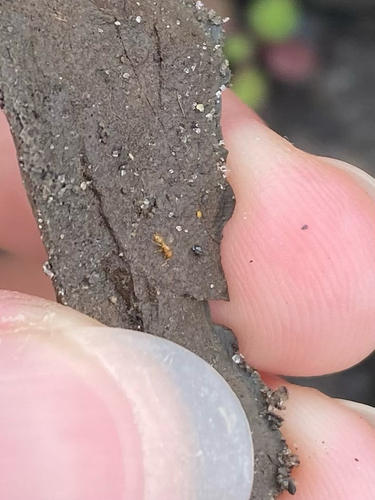 Common American Thief Ant