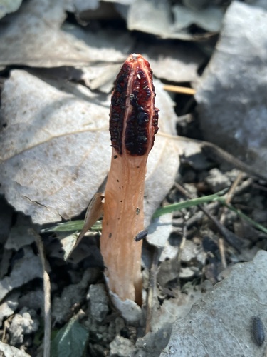 lantern stinkhorn