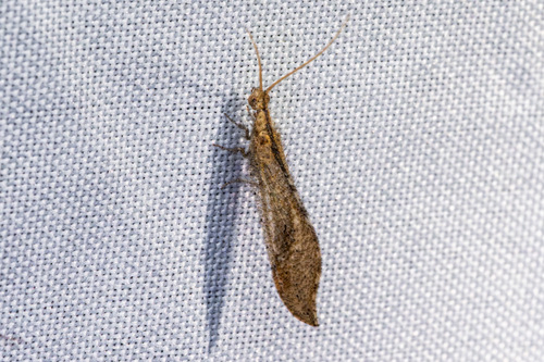Nearctic Beaded Lacewings