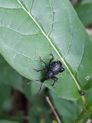 Otiorhynchus gemmatus