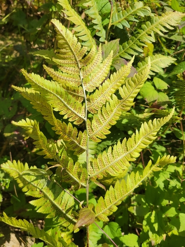 Goldie's wood fern