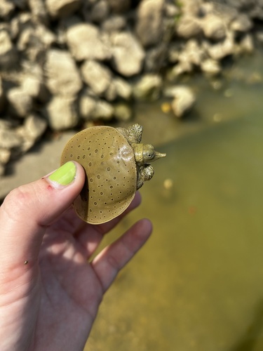 Spiny Softshell