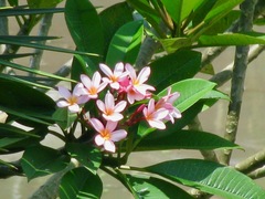 Plumeria rubra