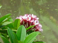 Plumeria rubra