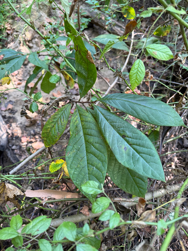common pawpaw