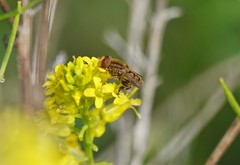 Parhelophilus laetus