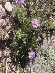 Erigeron poliospermus