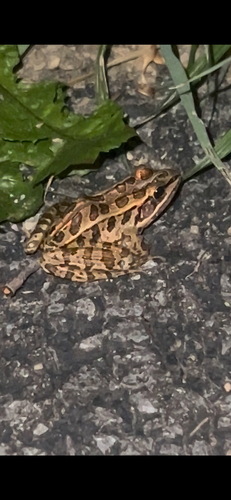 Pickerel Frog