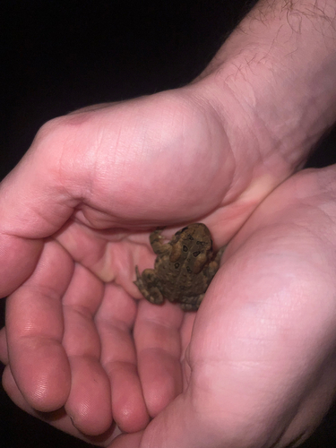 American Toad