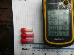 Psammisia ulbrichiana