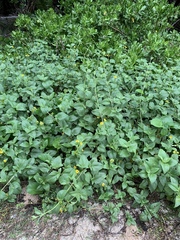 Wollastonia biflora