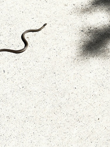 Western Terrestrial Garter Snake