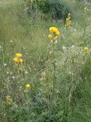 Scolymus grandiflorus
