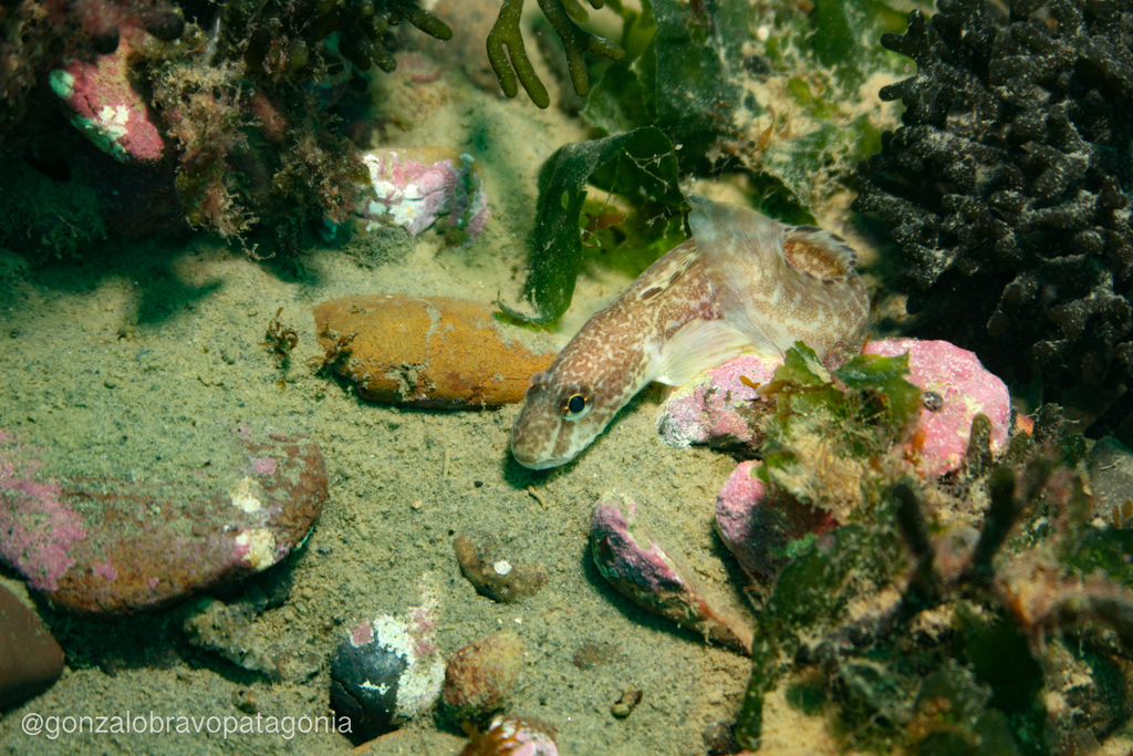 Eelpout (Iluocoetes fimbriatus) — Zoarcidae