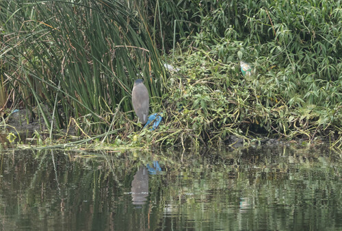 iNaturalist image