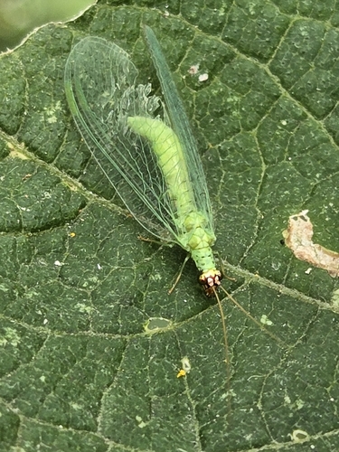 Golden-eyed Lacewing