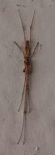 Silver Long-jawed Orbweaver