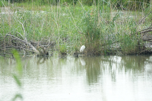 iNaturalist image
