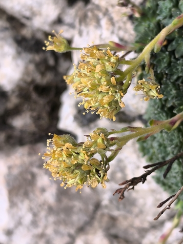 Saxifraga kotschyi, photograph 4