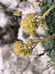 Saxifraga kotschyi, photograph Umut Nuri Erdoğan, CC BY, iNaturalist via GBIF