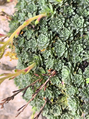 Saxifraga kotschyi, photograph 5