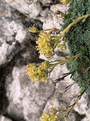 Saxifraga kotschyi, photograph Umut Nuri Erdoğan, CC BY, iNaturalist via GBIF