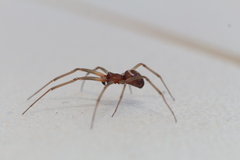 Steatoda grossa