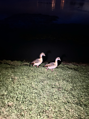 iNaturalist: (c) Tanner Lord, some rights reserved (CC BY-NC), uploaded by Tanner Lord iNaturalist image