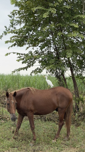 iNaturalist image
