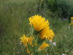 Scolymus grandiflorus