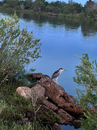 iNaturalist image