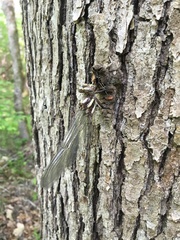 Cordulegaster obliqua