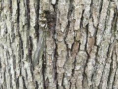 Cordulegaster obliqua